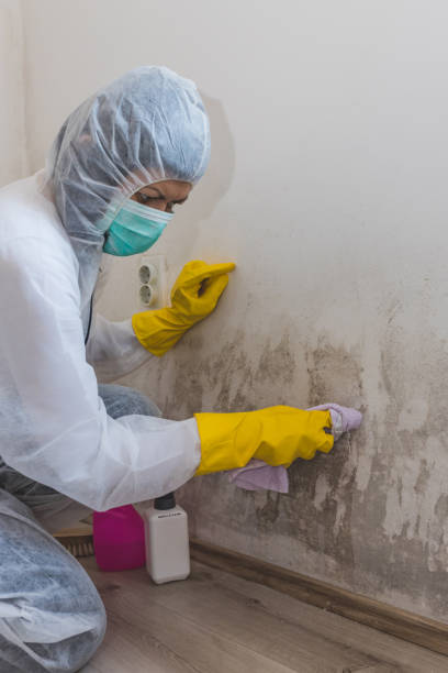 Best Black Mold Removal  in Lancaster, KY
